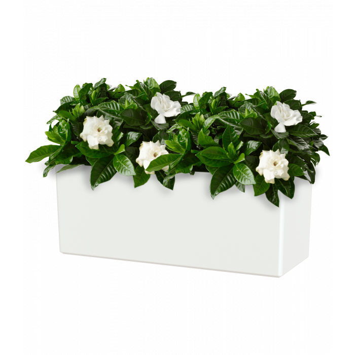 plastic-pot-recyclable-plant-box-white-plant-1