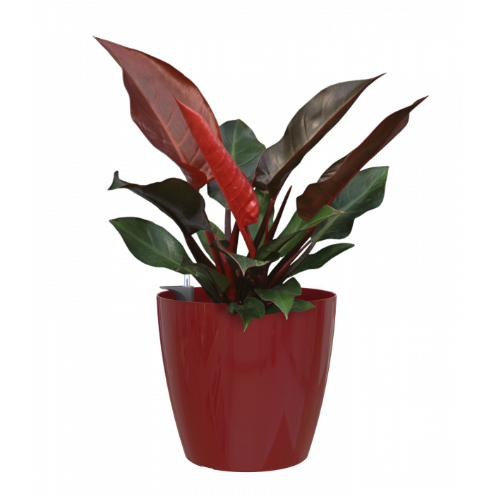 plastic-pot-recyclable-planter-glossy-indoor-dark-red-plant_46974131