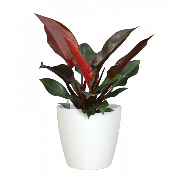 plastic-pot-recyclable-planter-glossy-indoor-white-plant-1