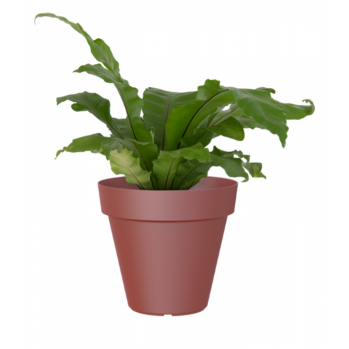 plastic-pot-recyclable-planter-red-plant_1351034628
