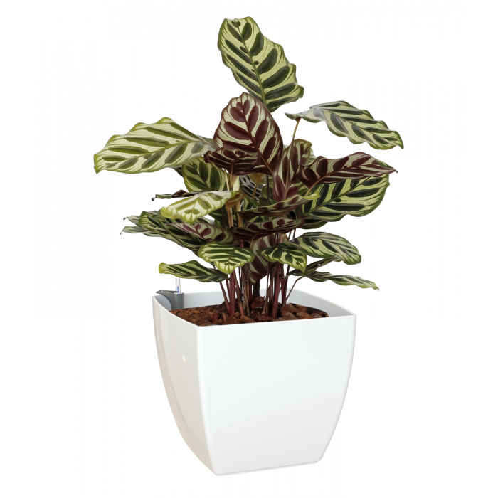plastic-pot-recyclable-planter-square-white-plant-sws