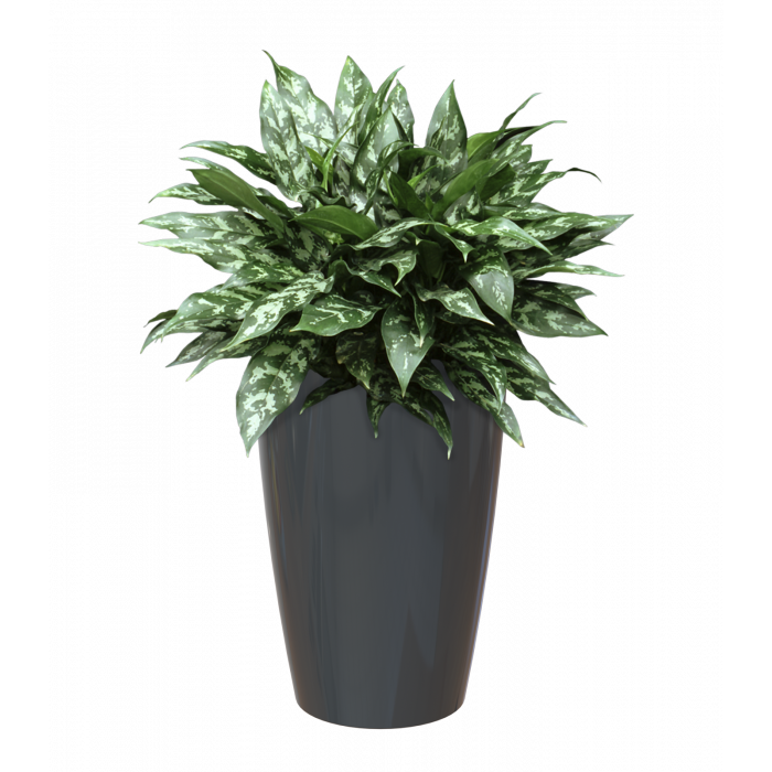 plastic-pot-recyclable-planter-tall-anthracite-plant-1_1313624237