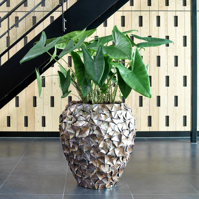 shell-kaspo-gyongyhazbarna-03