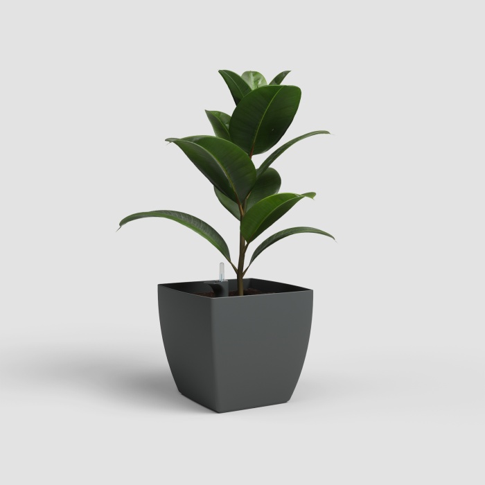 siena_onontozovel_antracit_ficus_773372859