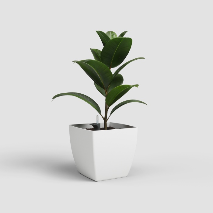 siena_onontozovel_ficus